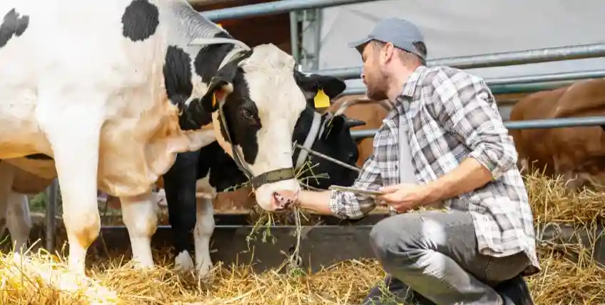 How Dairy Farmers Can Secure Financing for Equipment, Livestock, and Land