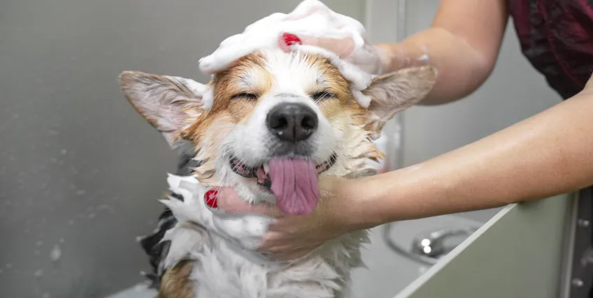 Financing vs Leasing: Smart Ways to Equip a Mobile Pet Grooming Van
