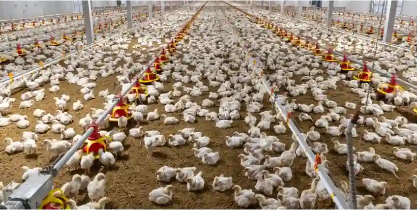 Poultry Farm Loans: Financing Options to Grow and Sustain Your Poultry Business