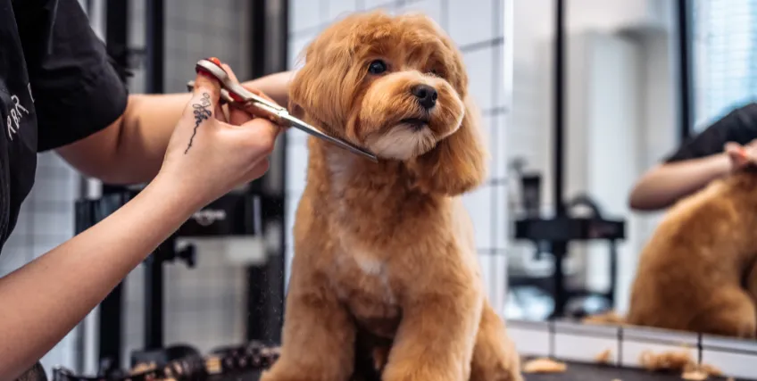 Start a Mobile Pet Grooming Business: Financing and Growth Tips (2025)
