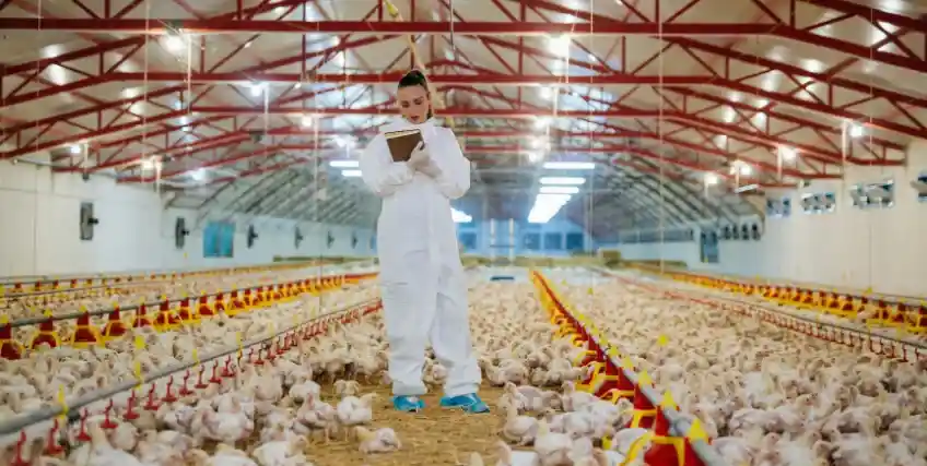 Poultry Farming for Beginners: Tips to Secure a Loan to Start Your Poultry Business