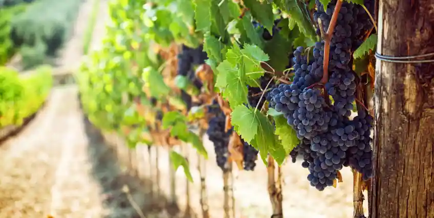 How California Vineyards Can Use Commercial Loans to Fund Smarter Irrigation