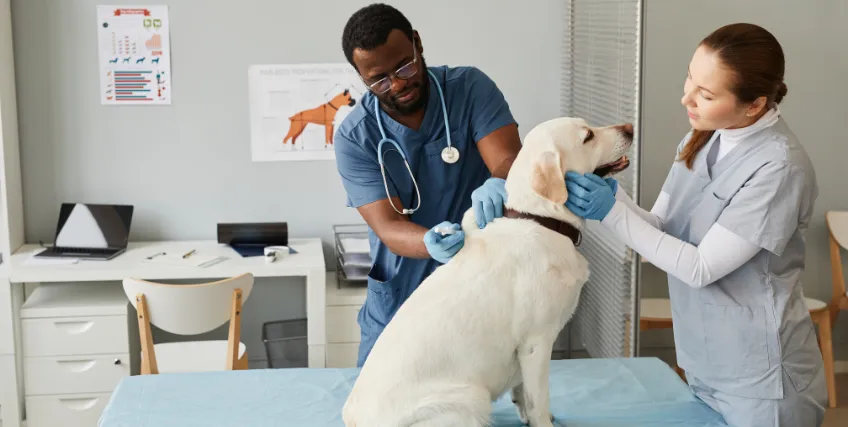 Financial Help for Veterinary Care on a Budget: Ways to Save Without Sacrificing Health