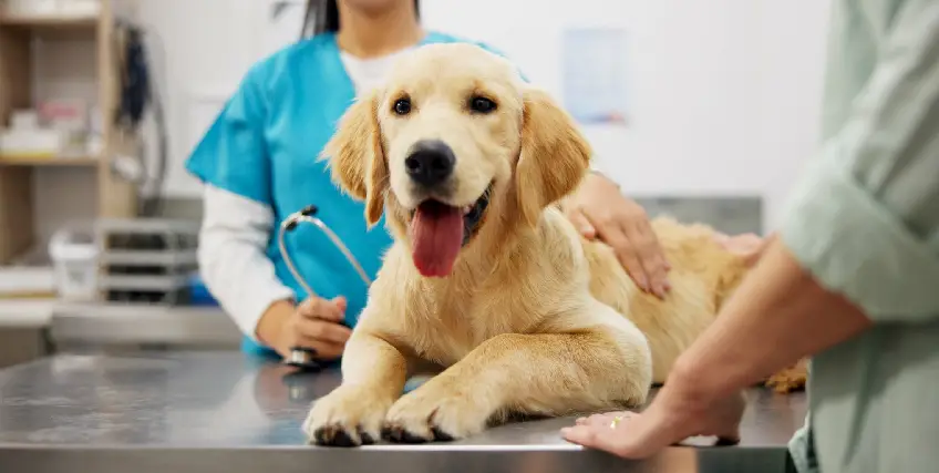 The Entrepreneur’s Guide to Securing a Pet Care Loan Fast